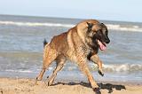 MALINOIS 078